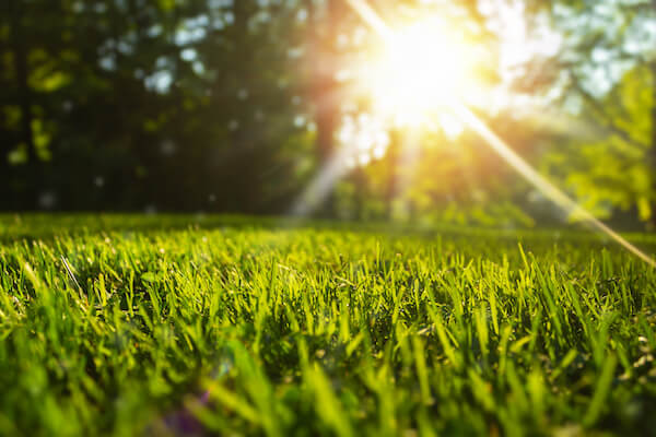 keep your lawn green in the summer heat