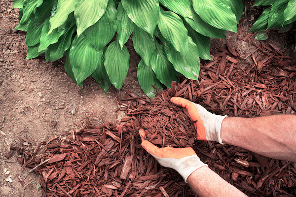 leaf mulch vs. bark mulch