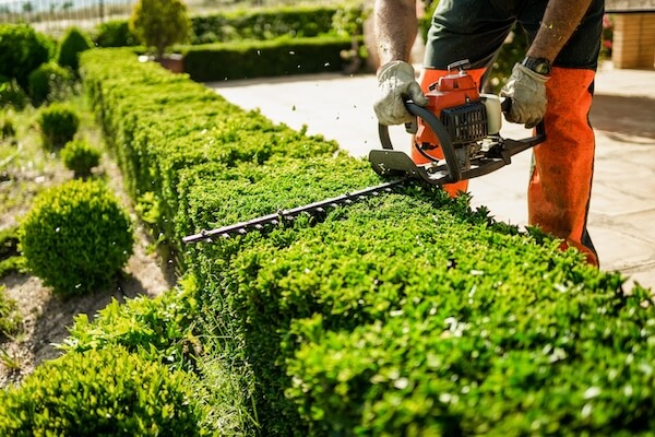 Hedge Trimming FAQs